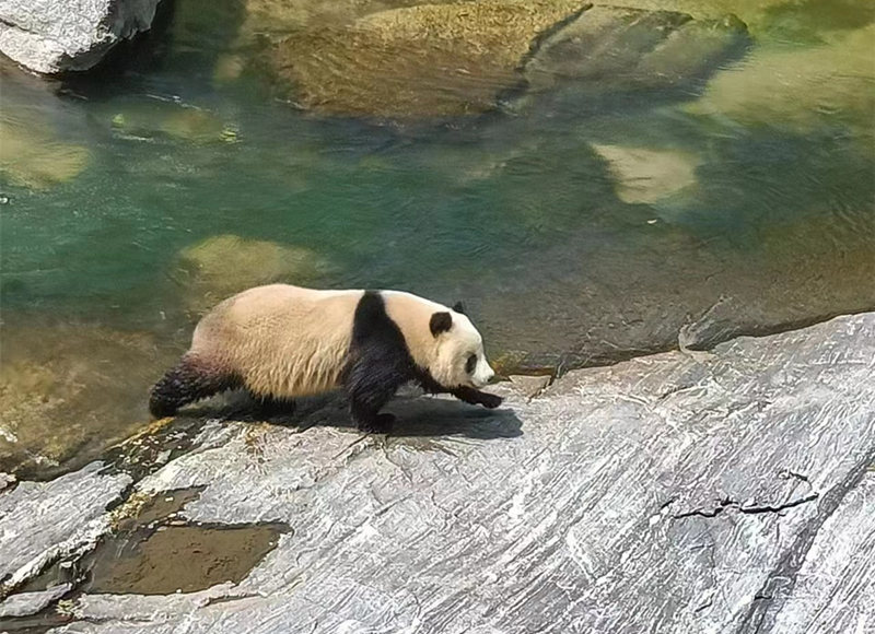 野生大熊猫一扭一扭游泳过河。视频截图