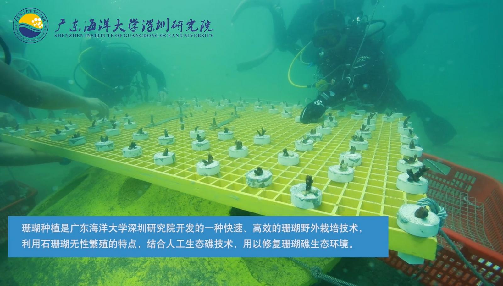欢迎成为珊瑚守护者！深圳渔博会珊瑚认养潜水种植活动报名启动