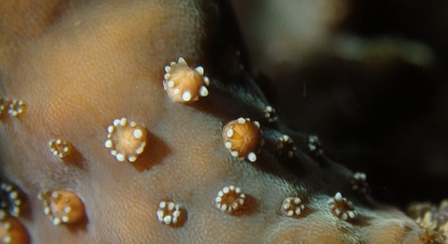深圳大鹏大澳湾，霜鹿角珊瑚产卵了