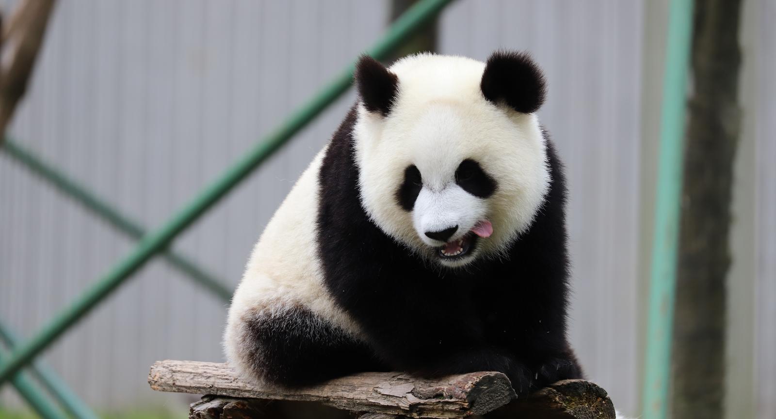 重庆四只大熊猫围坐吃“九宫格火锅” 筷子和锅都被吃掉了