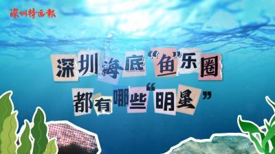 深圳海底“鱼”乐圈，都有哪些“明星”？