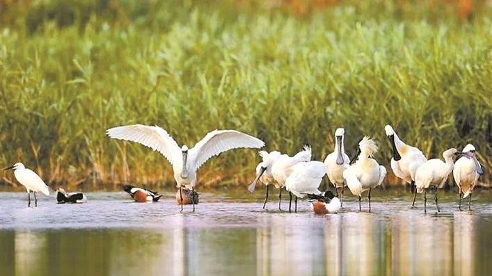 深圳生态系统服务功能稳中有升 国家重点保护野生动物分布范围扩大