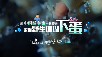深圳野生珊瑚“下蛋”，超3000万人次直播间“接生”！
