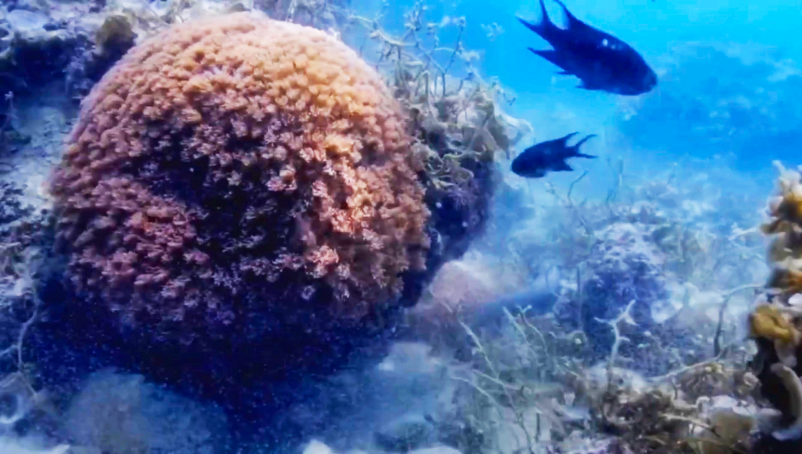 深圳发布世界海洋日三大主题活动预告 认养珊瑚还可署名种植海底