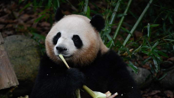 大熊猫梅兰迎来7岁生日 