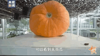 417efd1d94d2b6d41fd4581dc313353a_640_wx_fmt=gif&wxfrom=5&wx_lazy=1&wx_co=1.gif