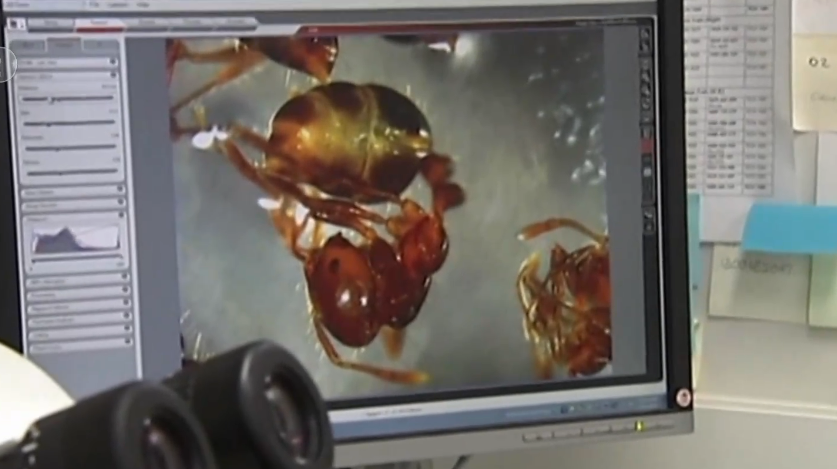 专家：红火蚁或将于2035年入侵澳大利亚悉尼