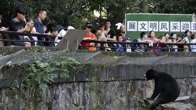 “人里人气！”杭州动物园这只熊火了