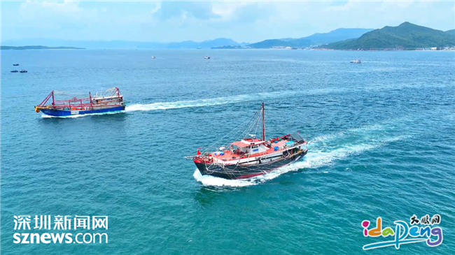 IN视频 | 大鹏新区开渔啦！大批海鲜向你游来~_深圳新闻网