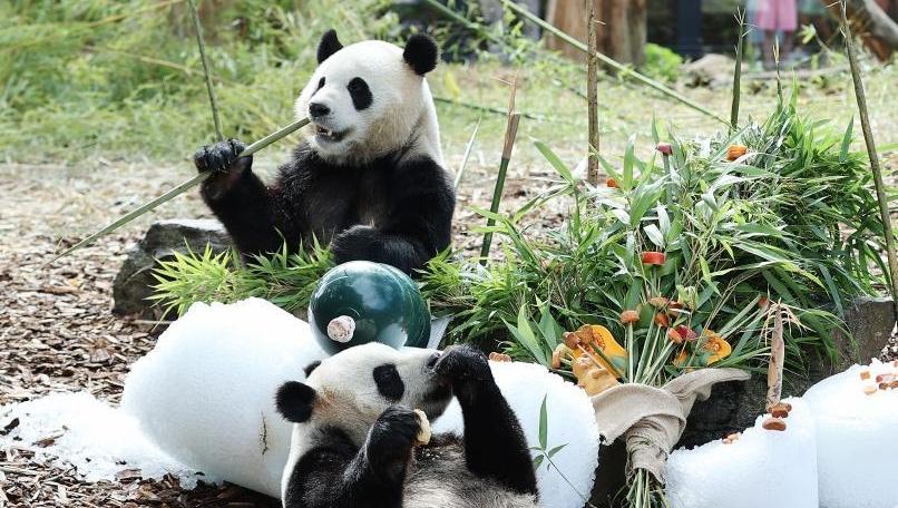 旅比大熊猫双胞胎“宝弟”“宝妹”喜迎4岁生日