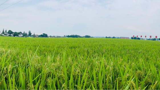 火出圈！种子也是“芯片” 德阳这家国家级水稻油菜制种基地绝了！
