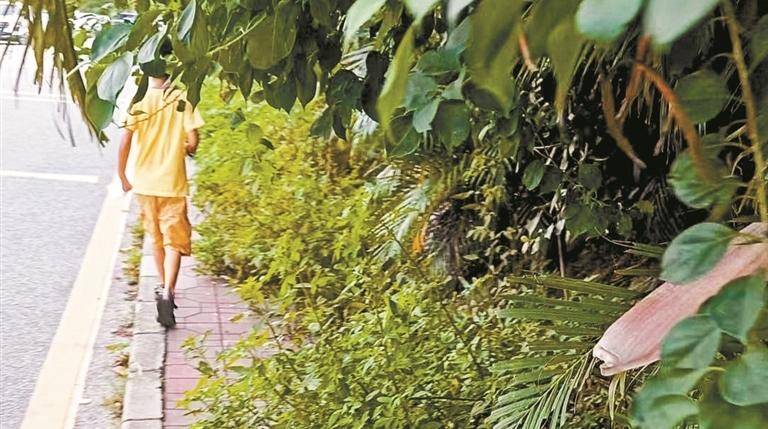 民呼我应丨绿化带占据人行道不便市民出行