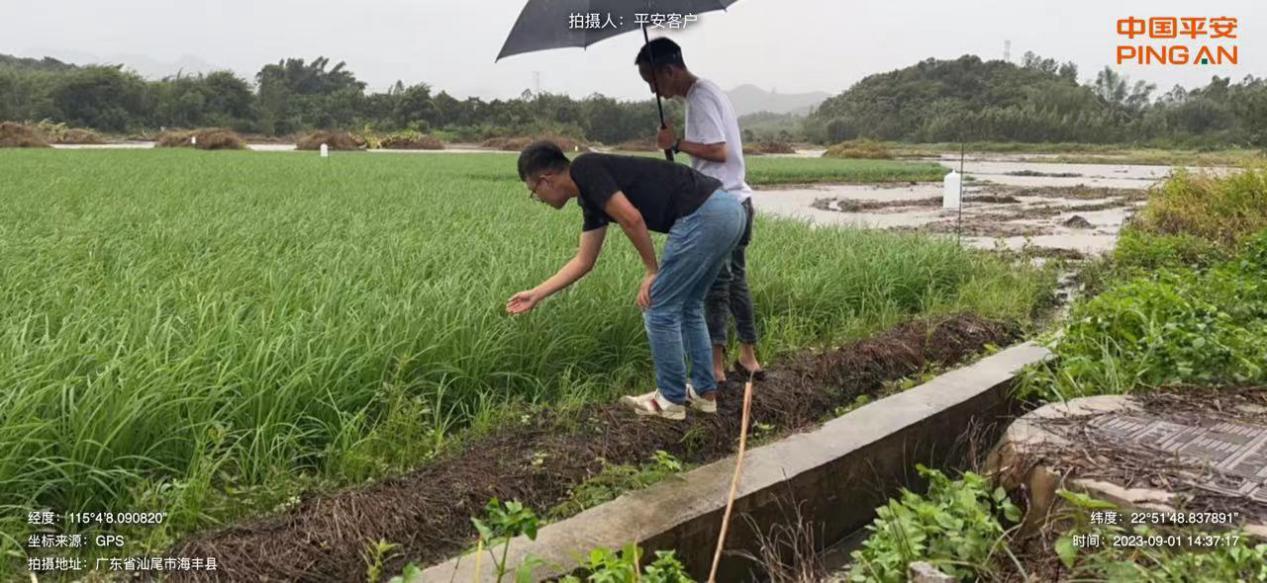 靠前服务降低农户损失 深圳平安产险深汕合作区台风灾害应急小组在行动