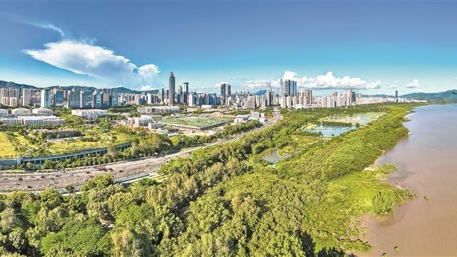 全球首个“国际红树林中心”正式落户深圳