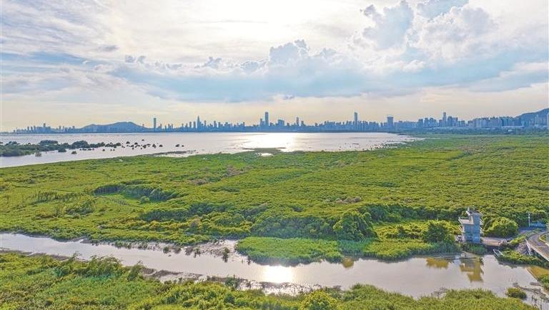 深圳有能力 高质量建设“国际红树林中心”