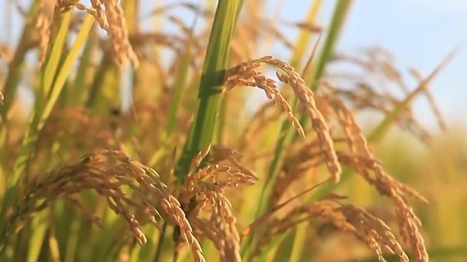 御宅屋排行榜_房企市值排行榜全球前十大房企中国占七席(2)