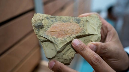 拍张CT，看一下5亿多年前的化石长啥样！