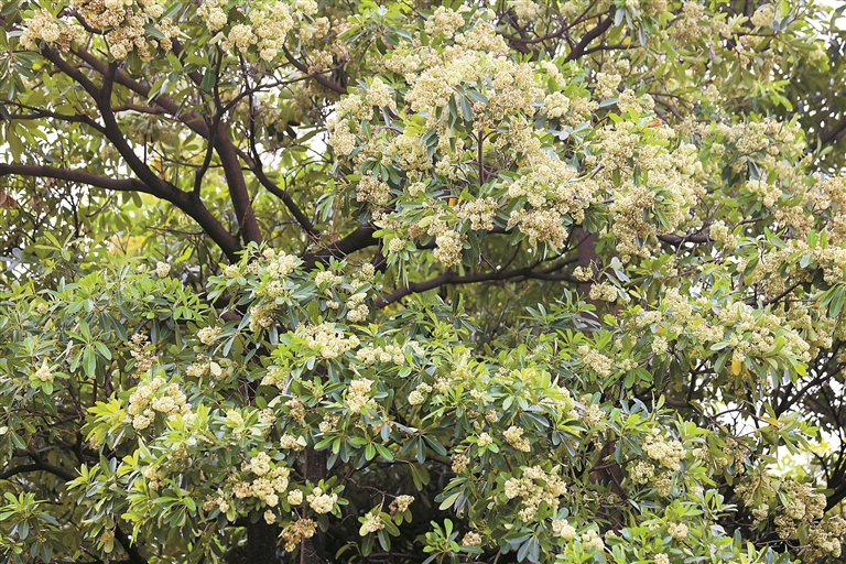 糖胶树花开 “香味”很“上头” 园林专家：气味浓烈但对人体无害，现在已减少栽种
