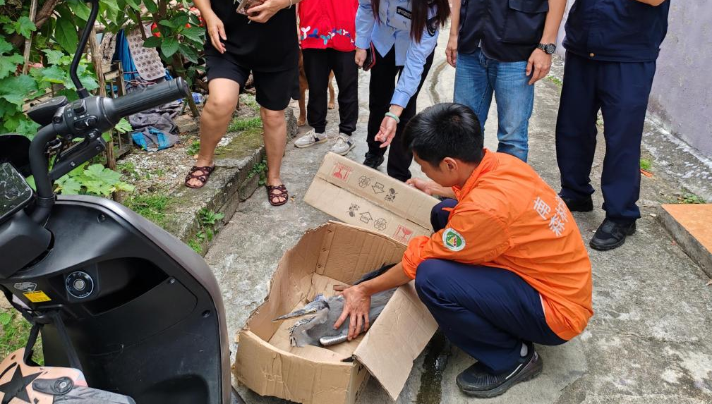 西涌社区网格员成功救助国家二级保护动物灰鹭