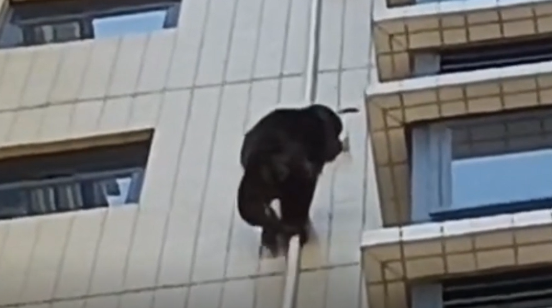 黑猩猩攀爬广东一居民楼？专家：是藏酋猴下山觅食