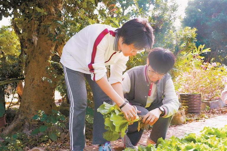 种了一学期的蔬菜大丰收啦 深圳这所学校学生寒假前收获一份特殊“成绩单”