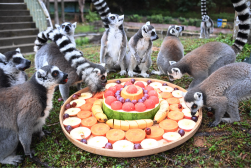 深圳野生动物园动物乐享特色“年夜饭”