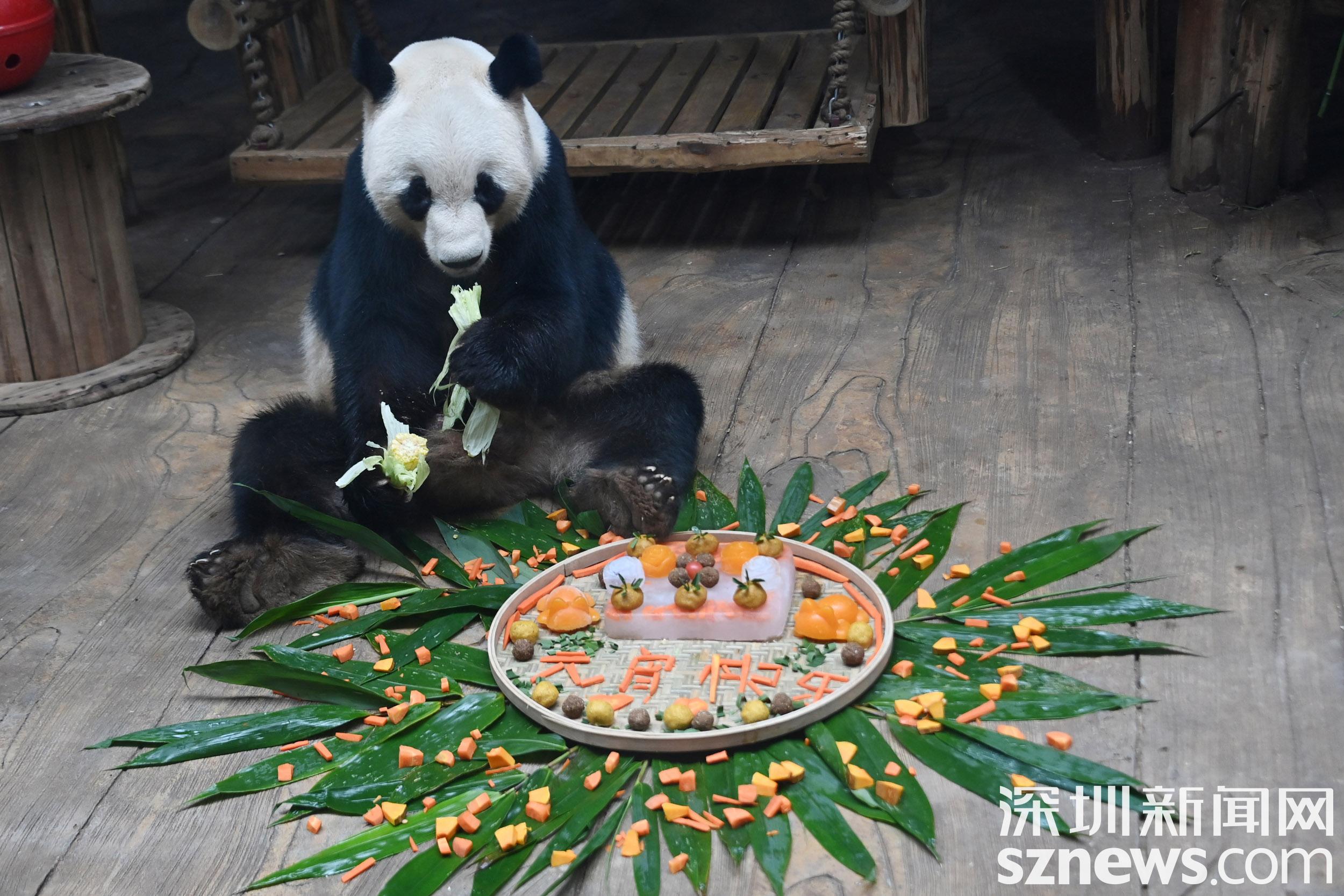 吃“汤圆”玩“花灯”！深圳野生动物园动物活跃过元宵节