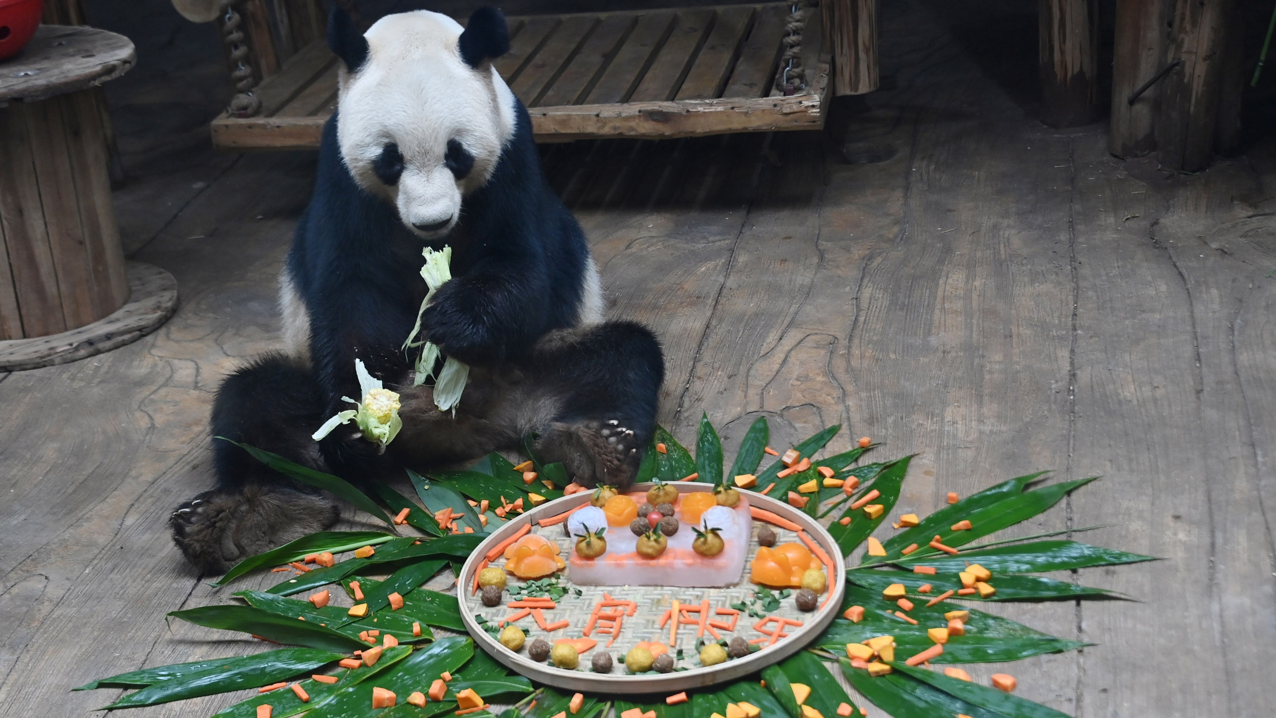 吃“湯圓”玩“花燈” 深圳野生動物園動物活躍過元宵節