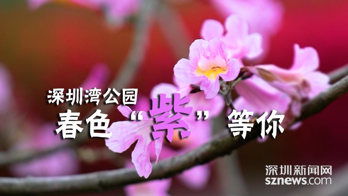 今日深圳｜深圳湾公园：春色“紫”等你