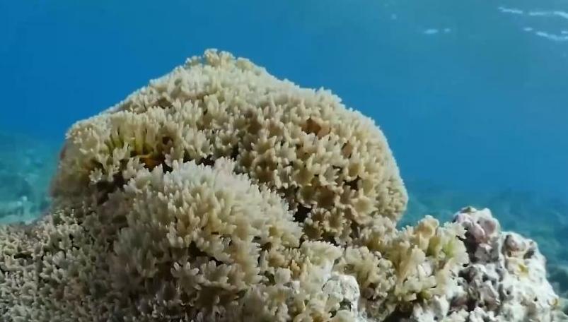 海底再现勃勃生机！海南三亚人工繁育珊瑚见成效，总量达上百万株