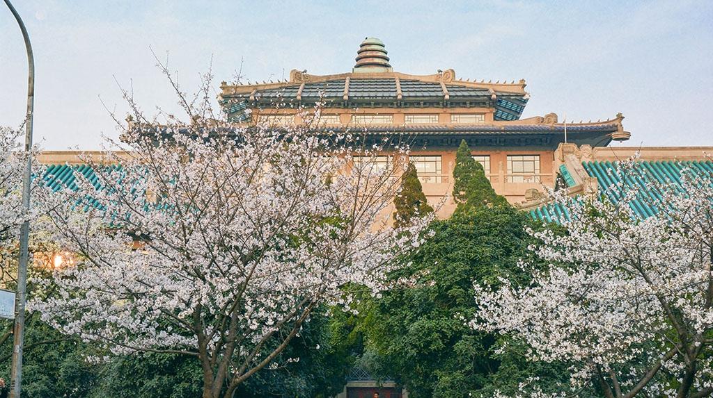 樱花开好了，就差你了！武汉大学发布最新赏樱政策