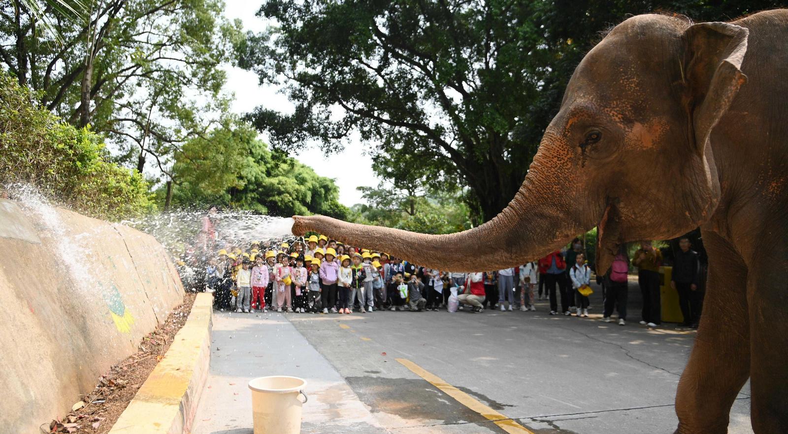 百位小画家在深圳动物园画出“大象墙”
