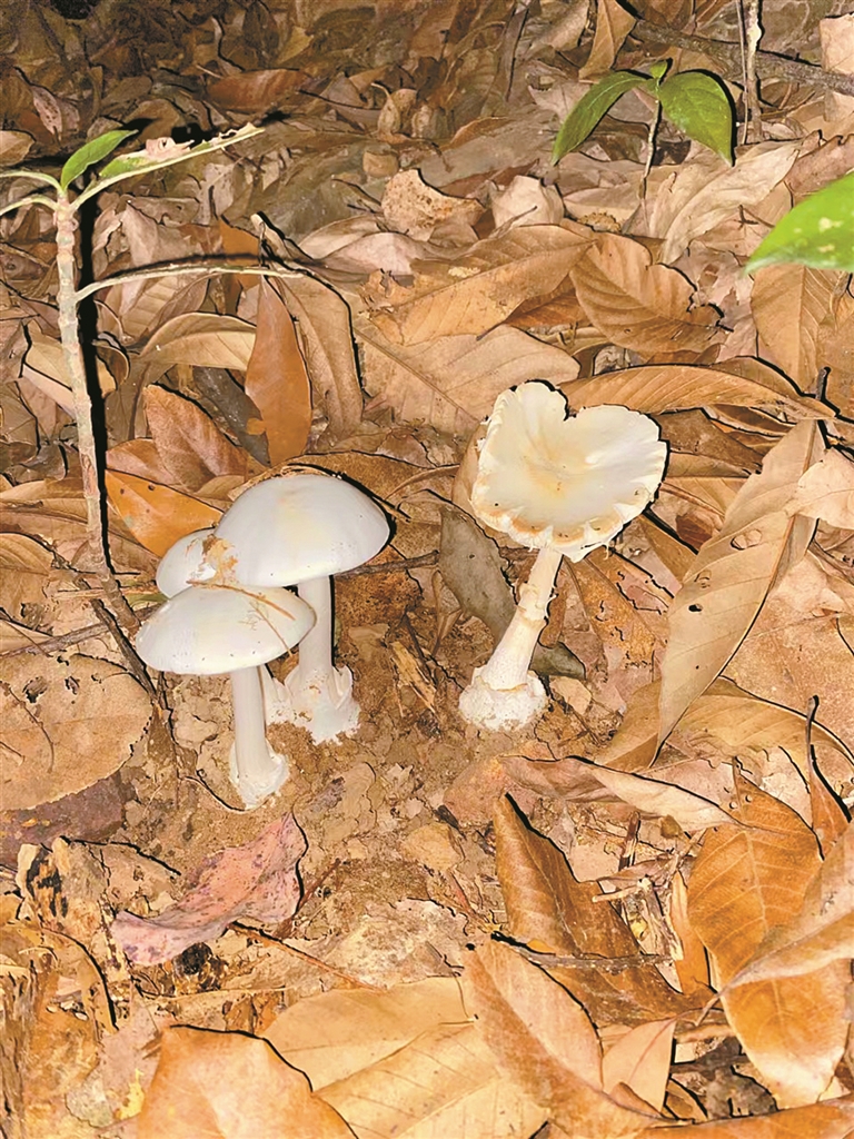 龙岗发现蘑菇界“毒王”白毒伞