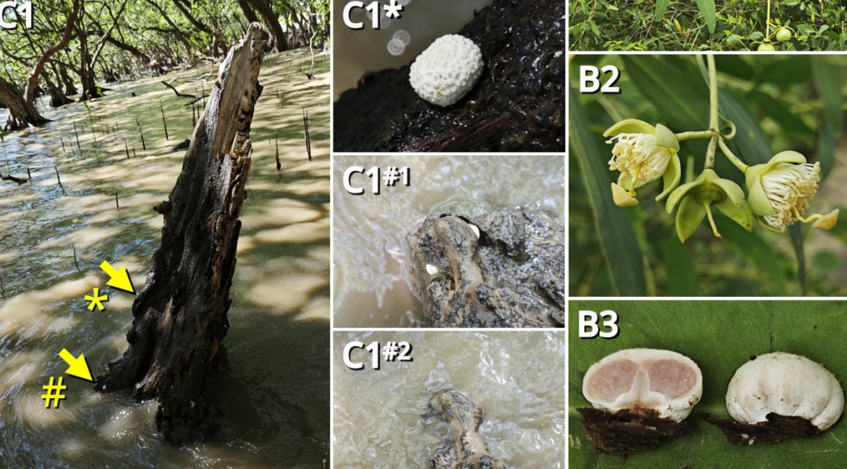 全球首次发现！深圳西湾红树林现新物种“海洋蘑菇”