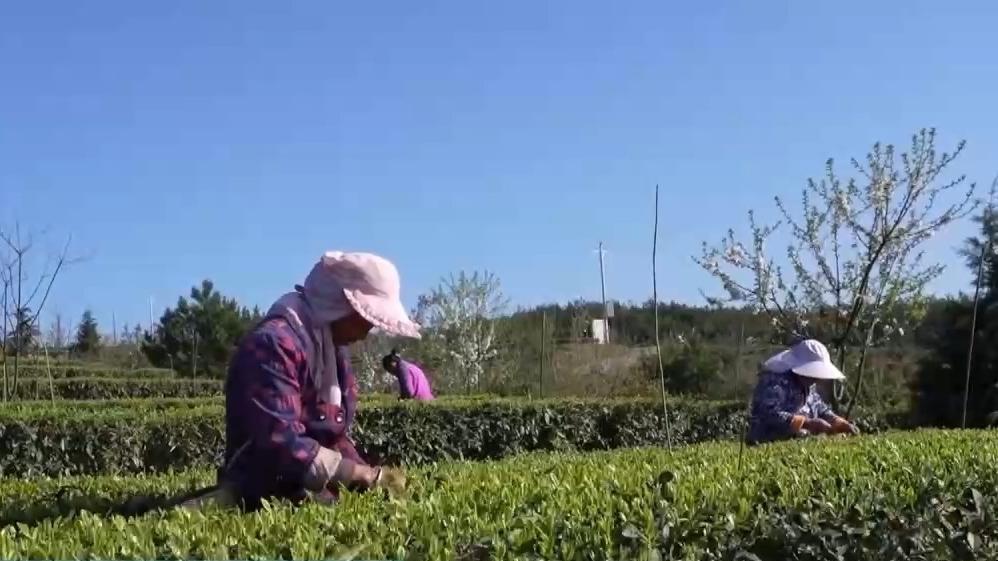 绿茶生产交易进入高峰期 “明前茶”集中上市 有何特点？