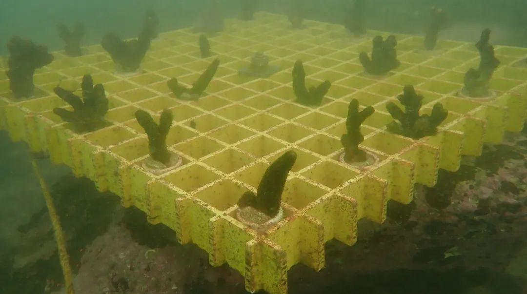 全市首例！偷排粪渣污染环境 检察官要求他们海底种珊瑚恢复生态