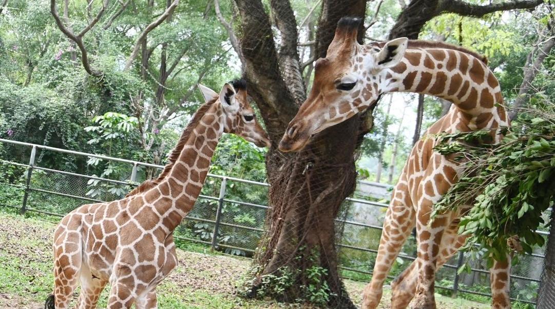 一出生身高一米八！深圳野生动物园长颈鹿家族新添“女娃”