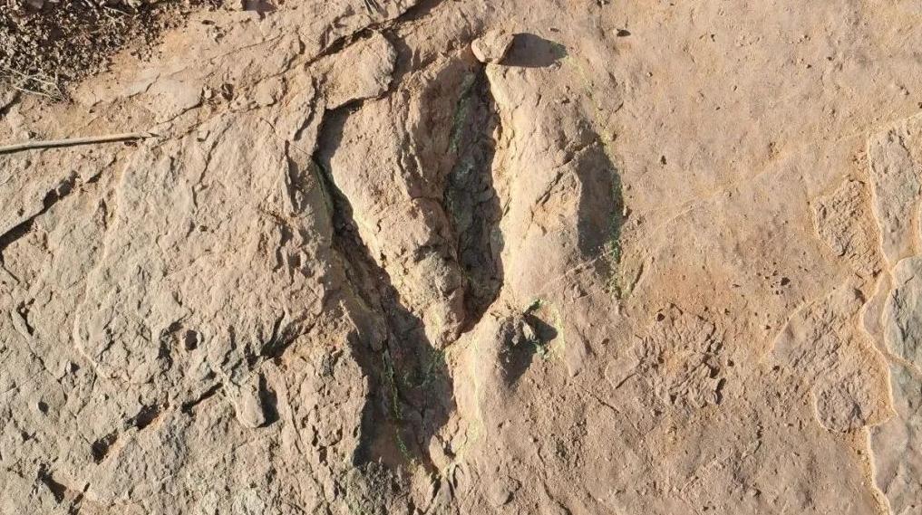 我国科学家发现世界最大恐爪龙类足迹