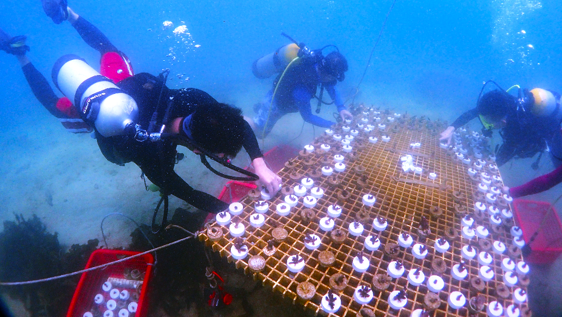 5月14日12点！珊瑚认养和免费潜水种植体验等你来