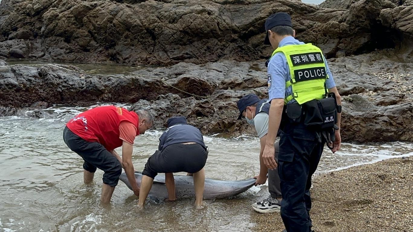 深圳市海洋综合执法支队联合多部门救助一只搁浅海豚