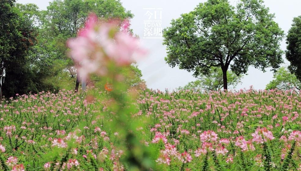 今日深圳|市民花田：粉色花海，幻化为蝶