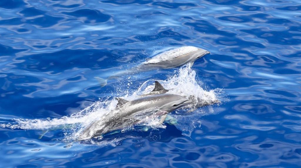 考察团队在海南岛东部海域目击到大量鲸豚类动物