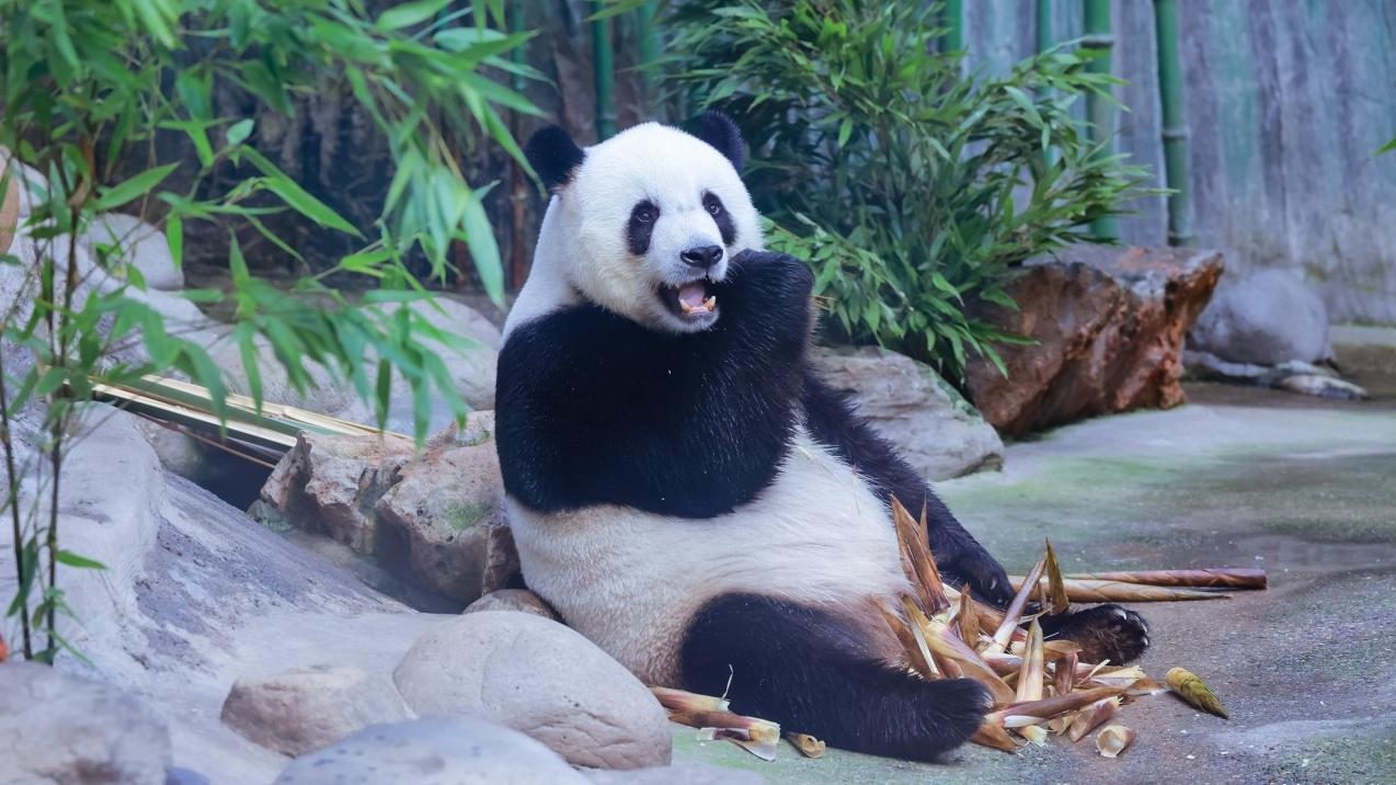 边“撸熊猫”边上学？全国首个大熊猫学院正式招生啦