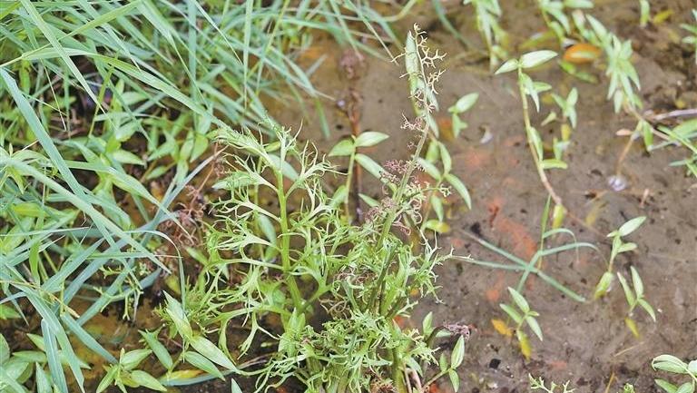 大鵬發(fā)現(xiàn)水蕨屬植物新種，以發(fā)現(xiàn)地命名“壩光水蕨”