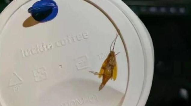 瑞幸回应“产品被曝喝出蟑螂”事件：门店虫害检查和消杀记录完整无异常，未发现虫害情况