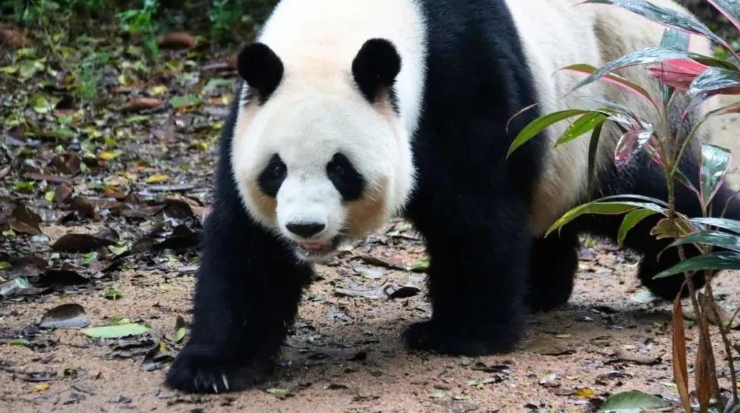 南山通新年送福利！30张动物园亲子套票