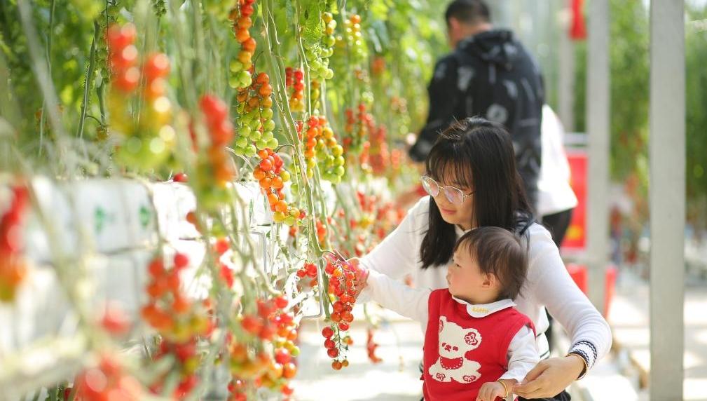 蛇年贺岁！大鹏新区四季滨海田园正式开业，大年初一带你玩转田园欢乐年