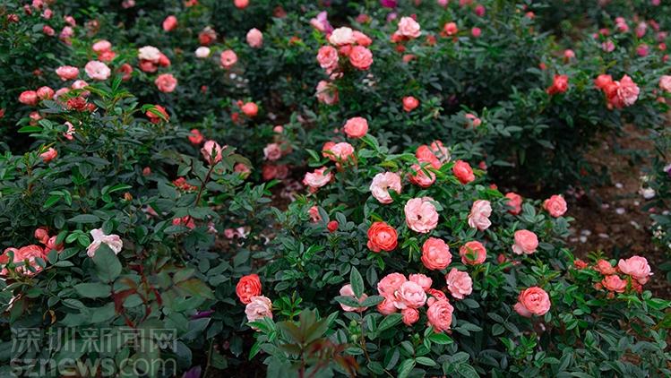 深圳春日必逛！香蜜公园玫瑰园“花海暴击”