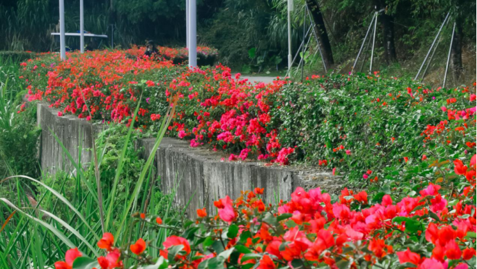 春光作序，来宝安共赴一场浪漫花事