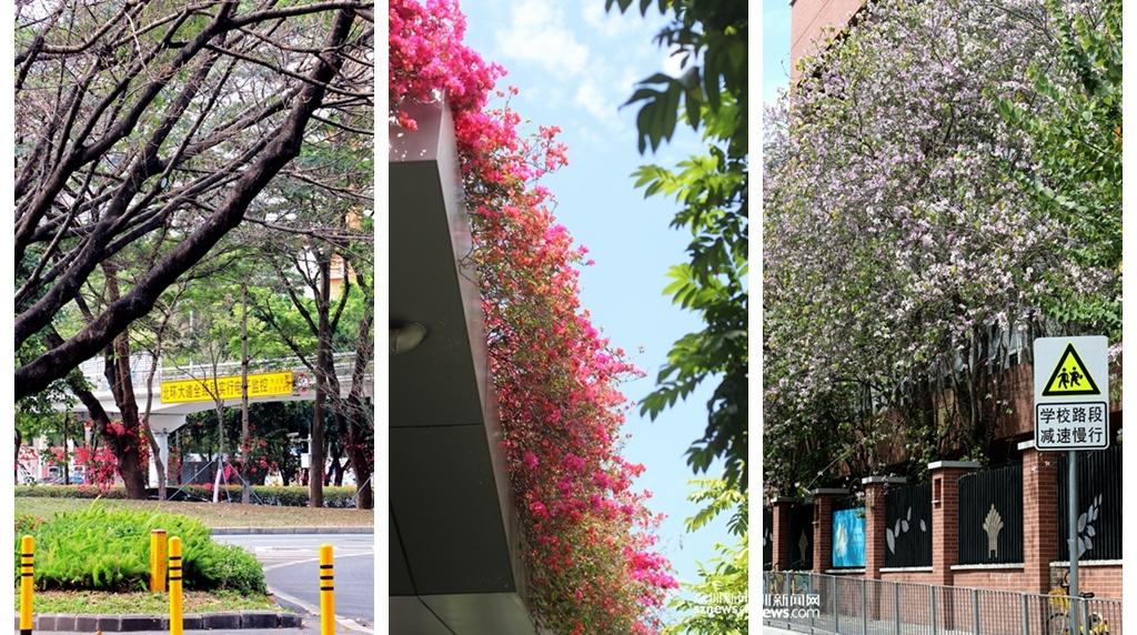 乱花渐欲迷人眼 一路繁花看深圳的春天（多图）